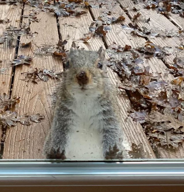 3. "Jedna žena je počela ostavljati hranu vjevericama pa ju su je počele čekati ispred vrata"