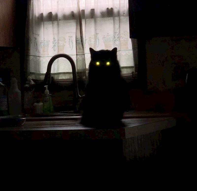 2. Ova mačka baš izgleda sablasno