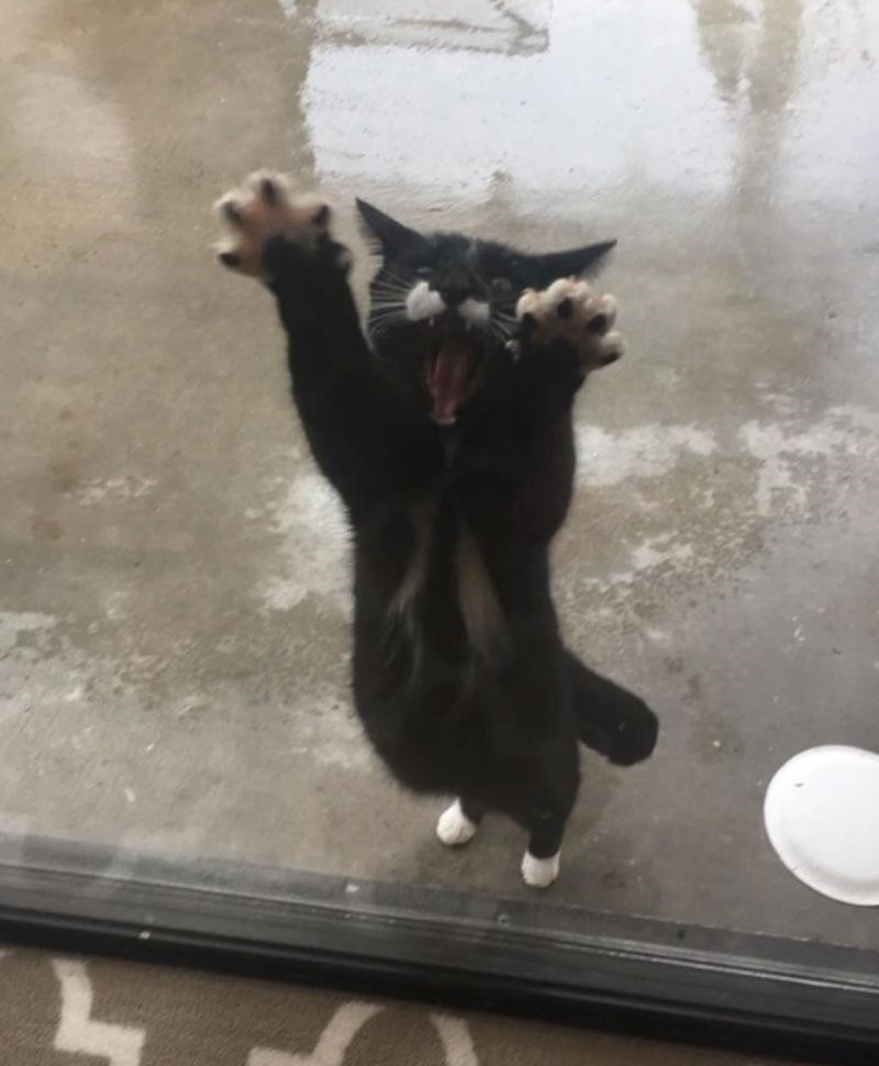 "Malo je reći da nije oduševljen što je ostao vani nakon što je počela padati kiša."