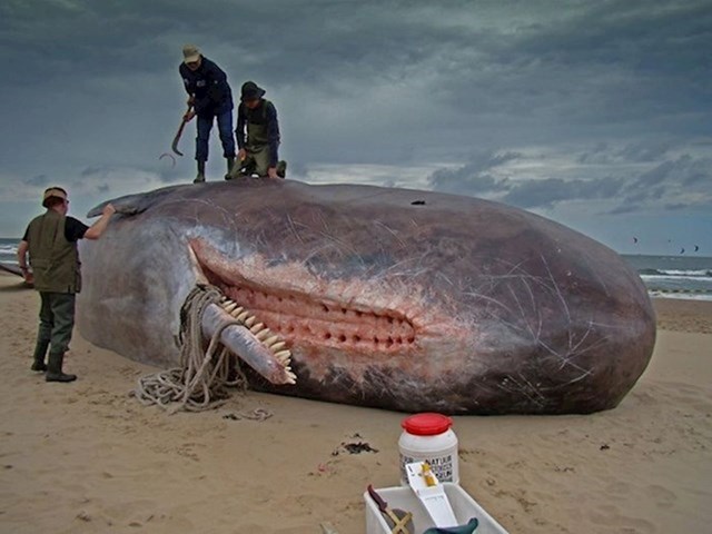 Ovako izgledaju usta kita