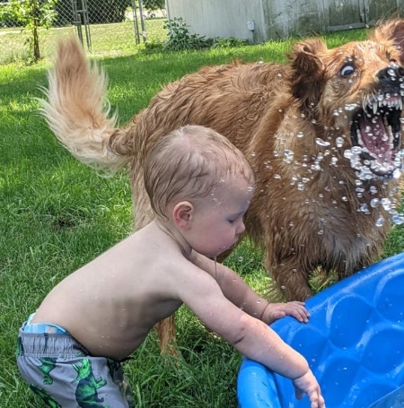12. Ovaj pas izgleda kao da prolazi kroz neko traumatično iskustvo.