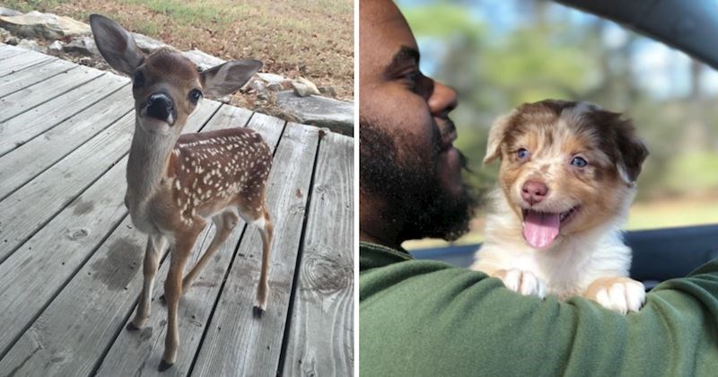 18 preslatkih fotografija životinja koje će vam podići raspoloženje i izmamiti osmijeh na lice