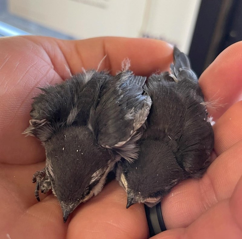 "Moja žena je na cesti pronašla ove dvije ptičice. Pokušat ćemo ih othraniti pa pustiti u divljinu"