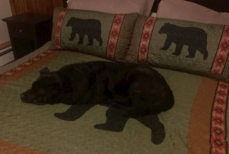 "Da ne znam istinu, ne bih bila sigurna je li ovo medvjed ili pas"