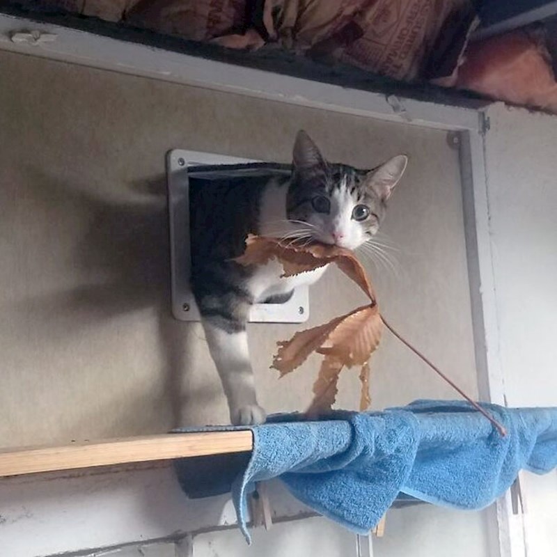 "Uskoro ćemo imati zavidnu kolekciju lišća"