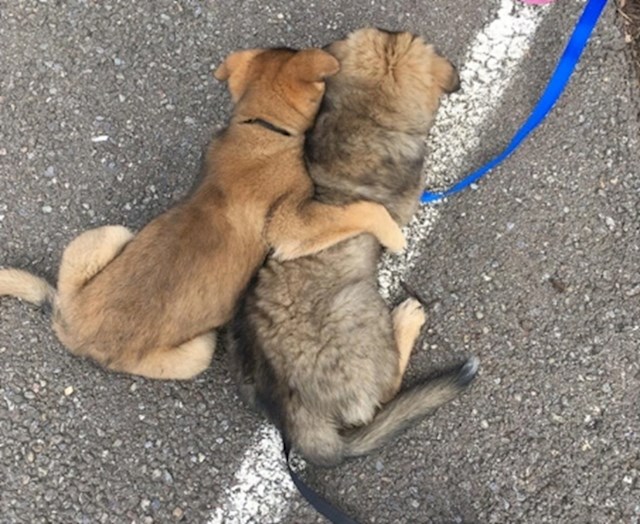 6. "Jedan zagrljaj prije nego su išli veterinaru."