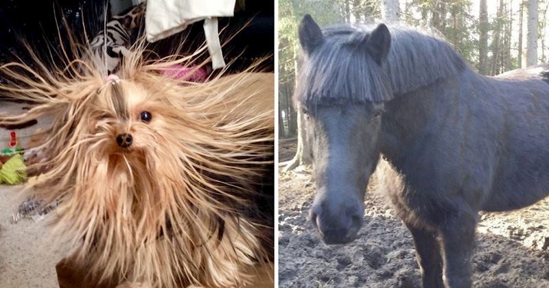 25 životinja čije će vas fotografije nasmijati zbog njihovih totalno ludih "frizura", predobre su!