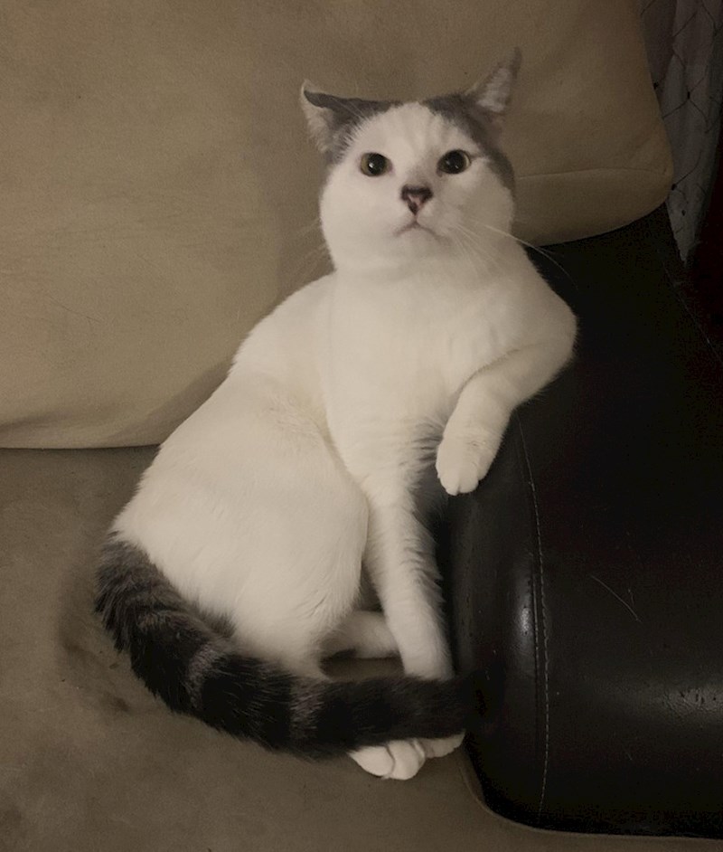 20. A ovaj je mačak kao neki strogi djed koji nije dobio jutarnje novine