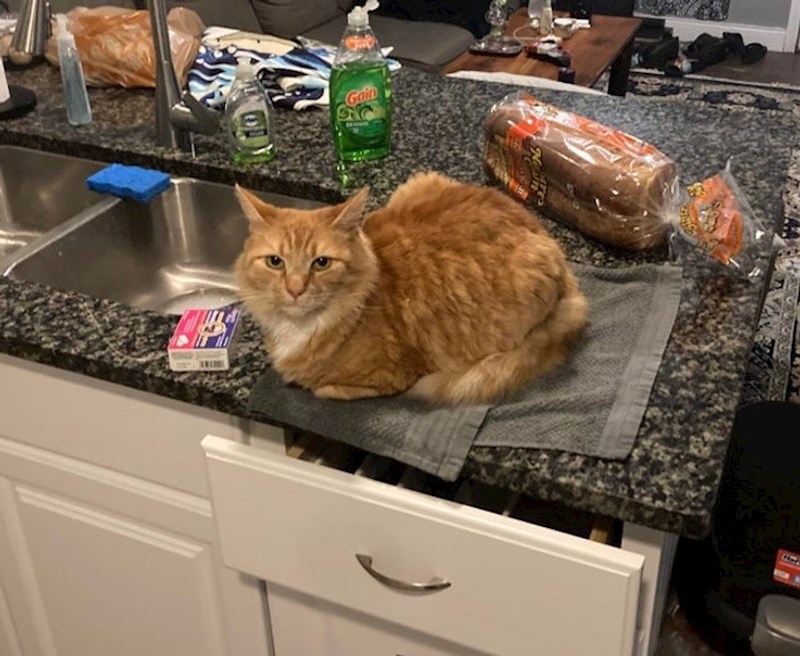 11. Nakon što joj je rečeno da se makne s kuhinje, napravila je sljedeće: