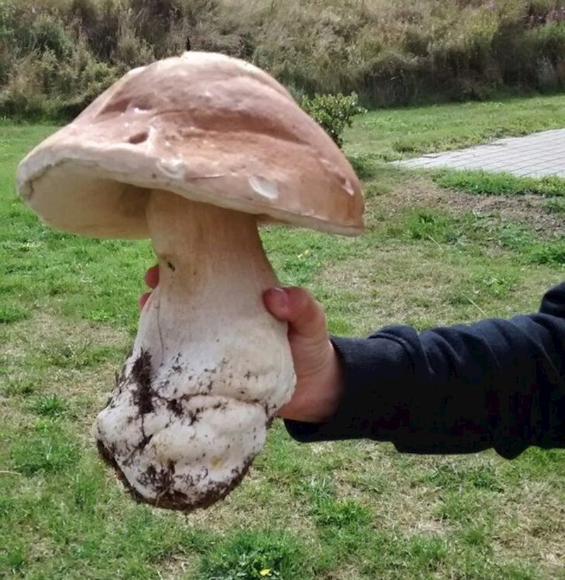 11. Ljudi su pronašli ovako veliku gljivu