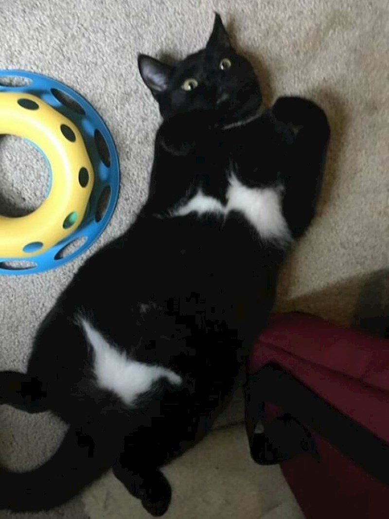 2. Ova mačka je spremna za ljeto! 😃