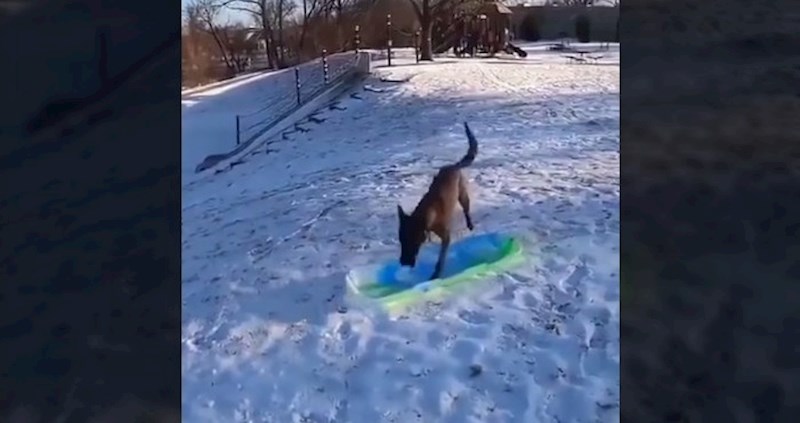 Video ovog psa masovno se dijeli po društvenim mrežama, kad pogledate odmah će vam biti jasno zašto