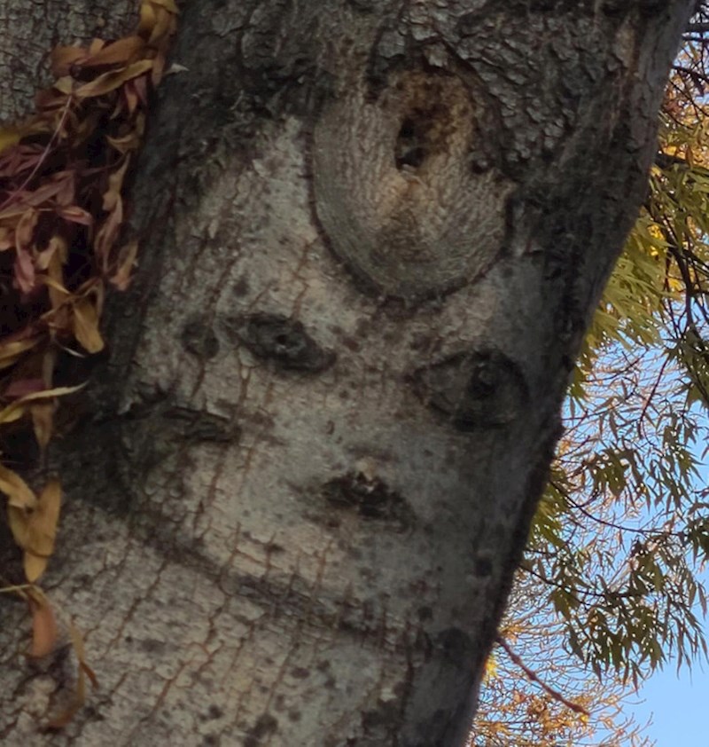 6. "Uočila sam predobar, ali i pomalo strašan uzorak na stablu"