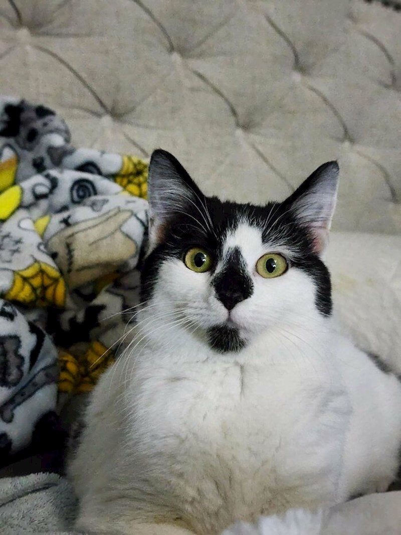 11. "Nakon što smo prošle godine izgubili naše voljene ljubimce, u čast njima smo udomili mačku koja je bila najduže u lokalnom skloništu"