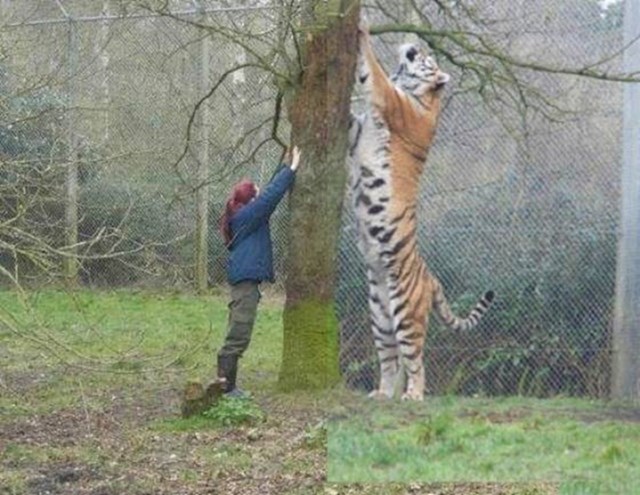 Sibirski tigar u usporedbi s čovjekom