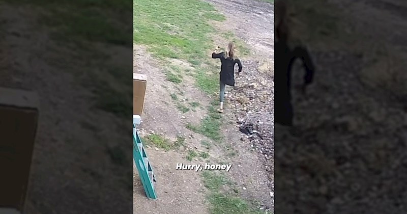 Sokol je napadao kokoši pa ih je žena obranila na urnebesan način, snimka je viralni hit