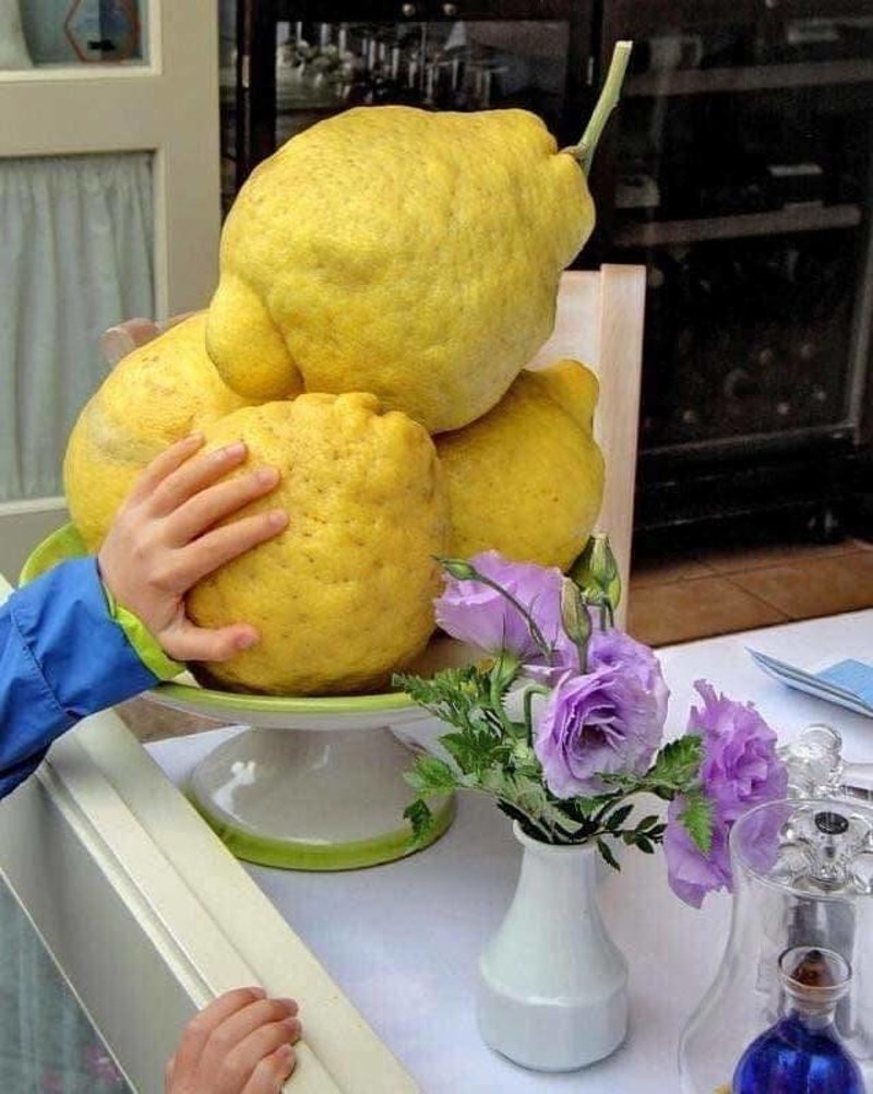 Limuni mogu baš jako narasti.