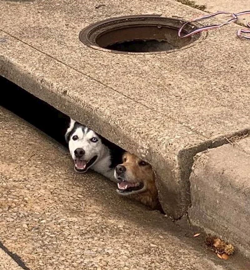 13. "Zapeli su, ali uopće ne izgledaju uznemireno"