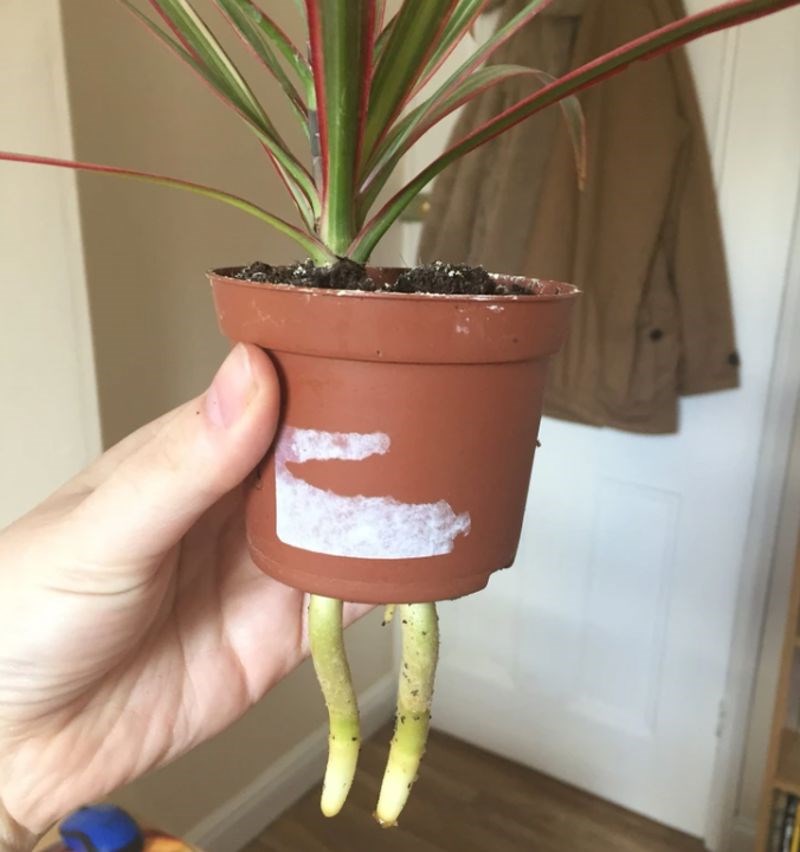 10. "Moja biljka ima noge!"