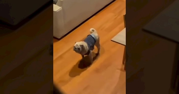 Video ovog psa nasmijao je tisuće na Instagramu, sve će vam biti jasno kad čujete njegovo lajanje