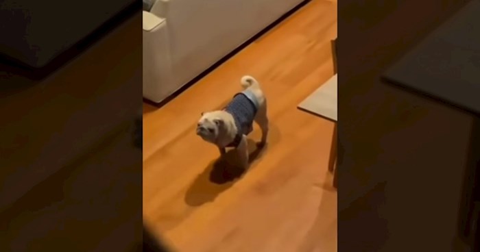 Video ovog psa nasmijao je tisuće na Instagramu, sve će vam biti jasno kad čujete njegovo lajanje