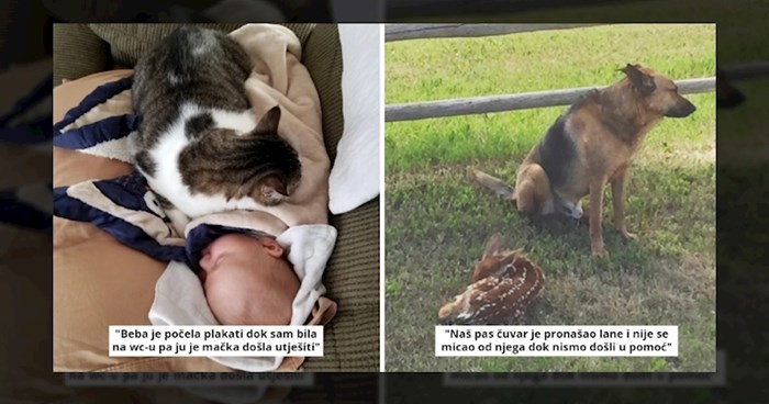 15+ fotografija koje dokazuju životinje mogu biti puno brižnije od ljudi