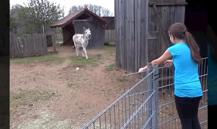Video: Ponovni susret magarca i djevojčice oduševio ljude, a sve zbog njegove dirljive reakcije