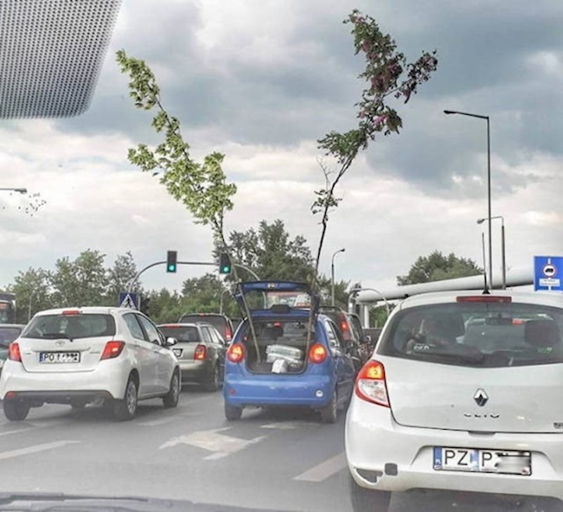 Tko kaže da nije moguće autom prevoziti stabla?