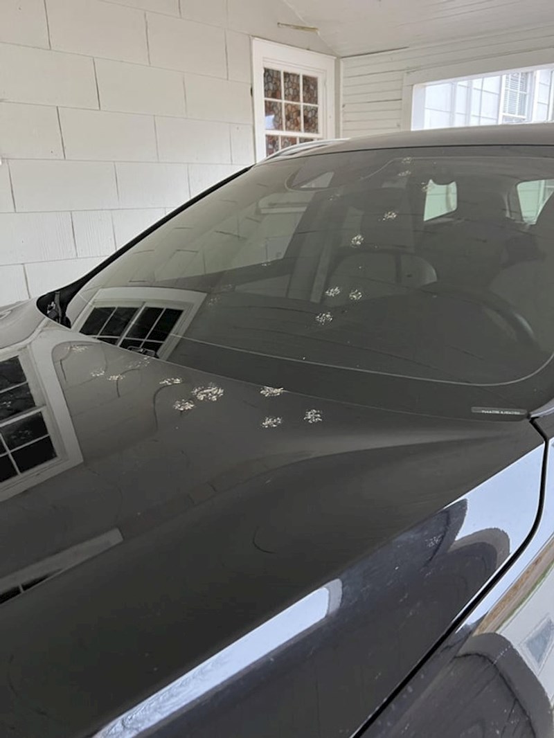 "Naravno da je susjedova mačka odlučila hodati po autu s prljavim šapama netom nakon što sam oprao auto"