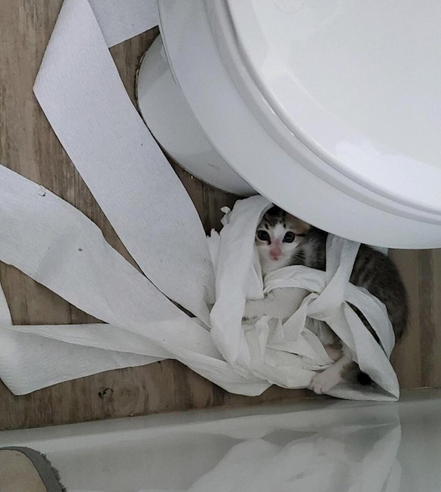 3. Mačke i wc papir 😂