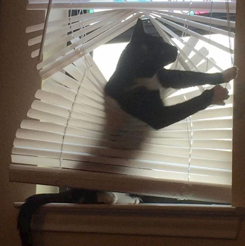 "U slučaju da se pitate, rolete nisu preživjele invaziju"