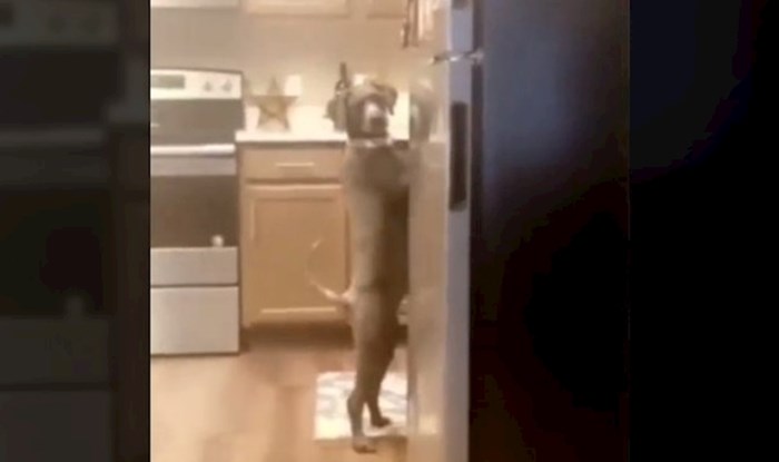 Žena pronašla psa da njuška po kuhinji, ono što je uslijedilo šokiralo je sve koji su vidjeli video