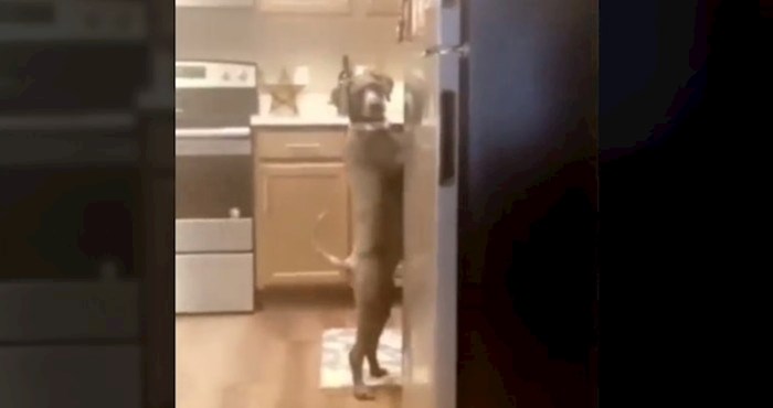 Žena pronašla psa da njuška po kuhinji, ono što je uslijedilo šokiralo je sve koji su vidjeli video