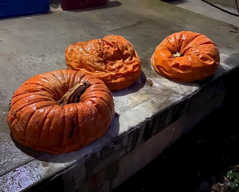 5. "Bundeve koje su počele truniti, ali su se u međuvremenu zaledile"