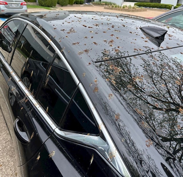 "Očito su ptice odabrale da moj friško oprani auto bude njihova meta. Imao sam planove i htio da mi auto bude čist, ali očito ništa od toga."