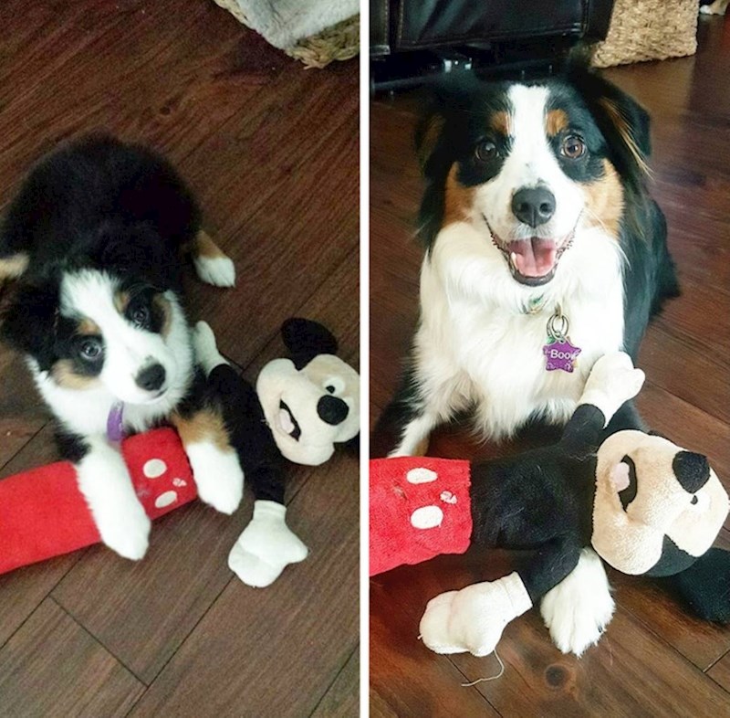 "Mickey je bez većih ozljeda 'preživio' prvu i ključnu godinu s našom ovčarkom"