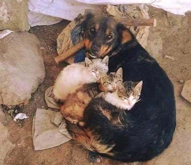 13. "Ovaj pas je nestao na nekoliko dana i kad su ga vlasnici konačno pronašli uz njega su našli i ove mačiće."