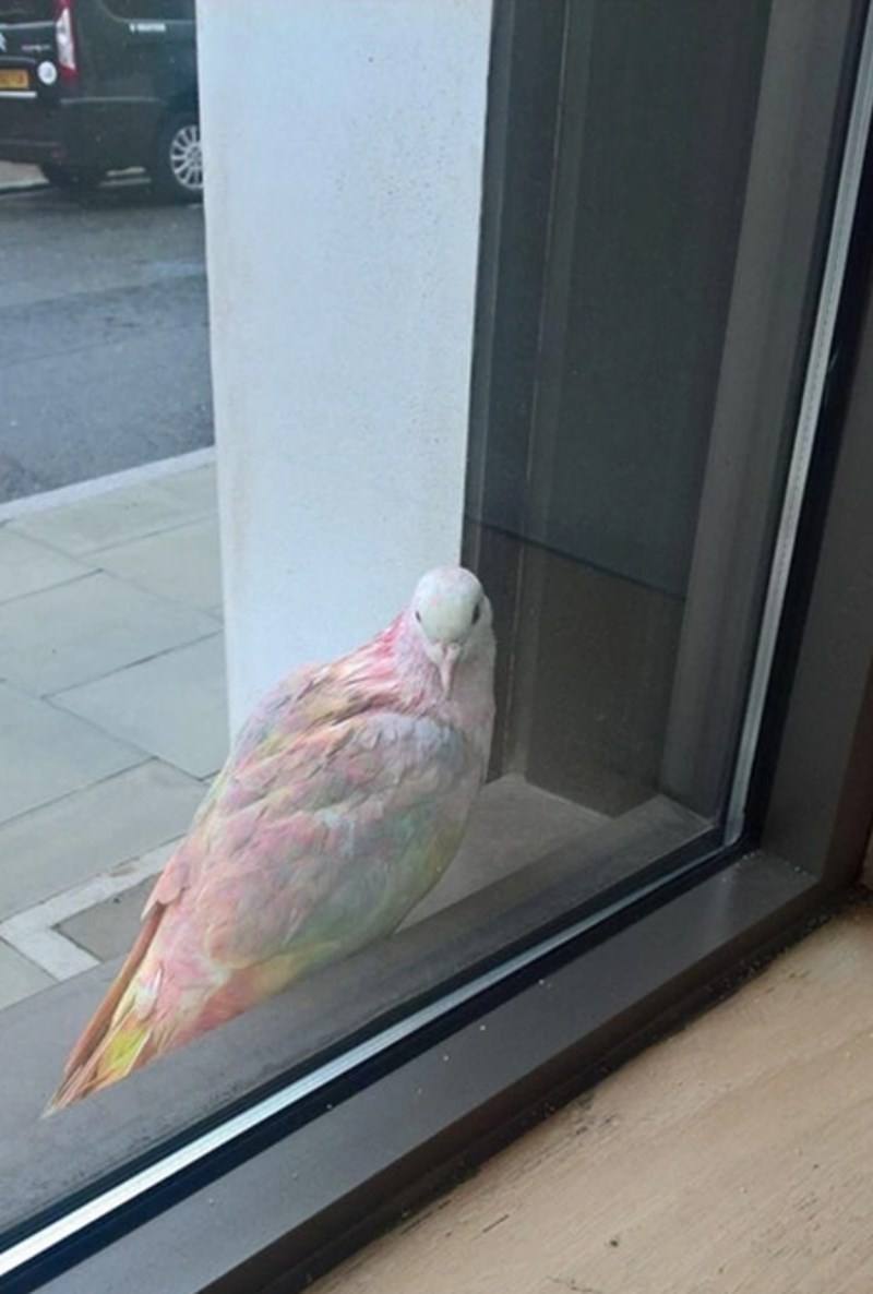 10. Jeste li ikad vidjeli ovako lijepog goluba?