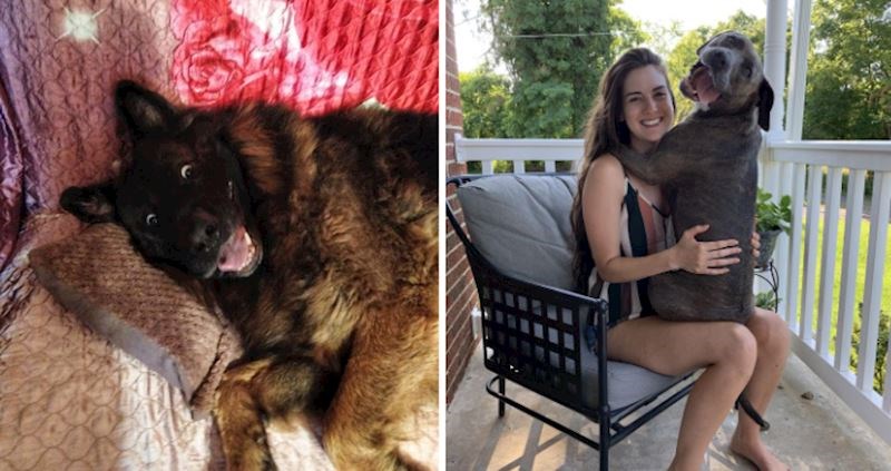 20 fotografija snimljenih u pravom trenutku da snime smiješne poze i ponašanje ovih pasa