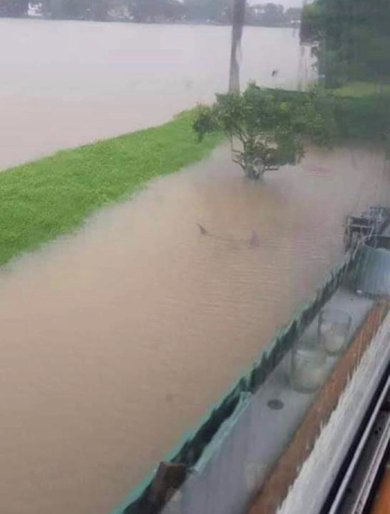 18. Tu i tamo se u dvorištu pronađe i morski pas...