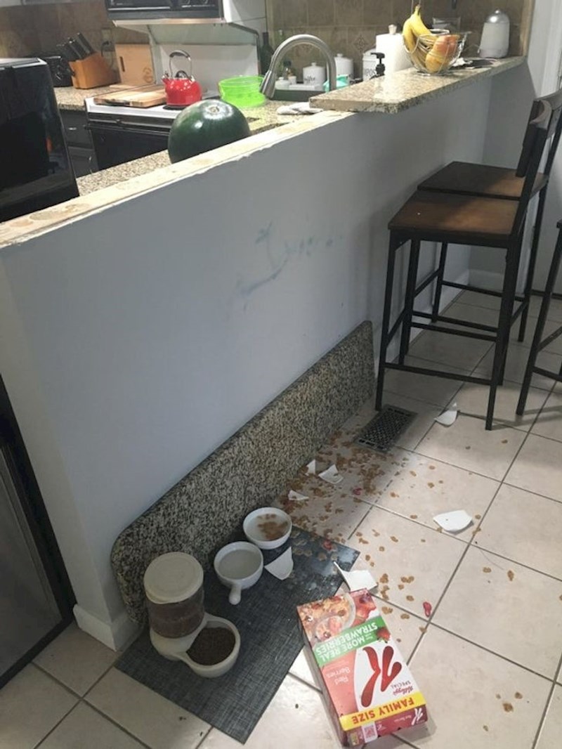 "Svi kojima sam ovo pokazala su mislili da je samo moja mačka razbacala hranu, a onda sam im morala pokazati što mi je zapravo pokvarilo jutro"