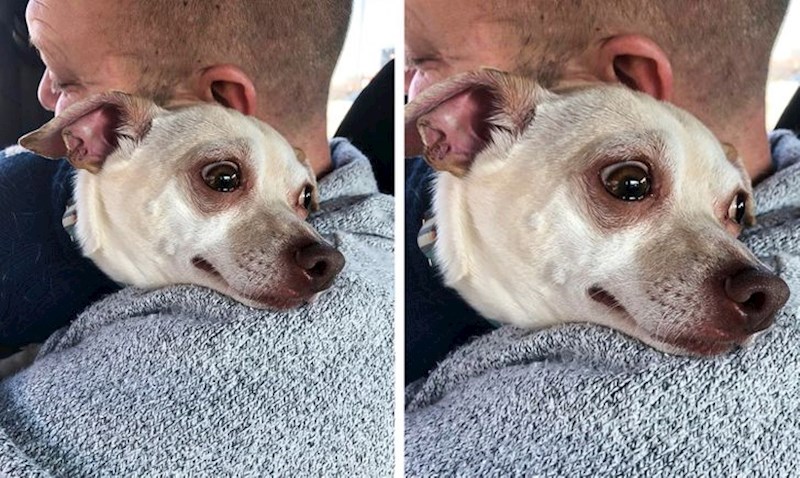 11. "Veterinar mu je morao izvaditi truli zub. Izgleda kao da će se rasplakati"