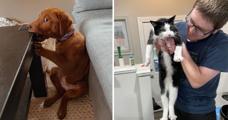 10+ smiješnih i nestašnih kućnih ljubimaca koje su vlasnici ulovili dok su radili prave gluposti