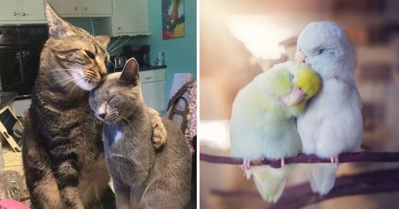 Ljudi podijelili predivne fotke životinja u parovima, užasno ćete se namučiti izdvojiti najslađi par