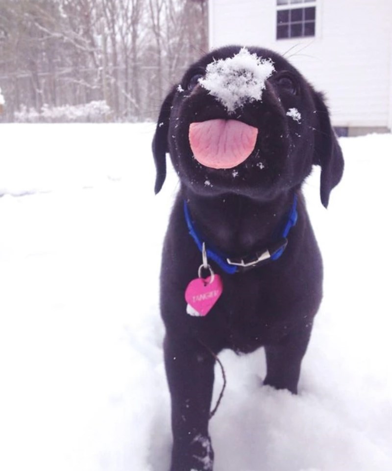 "Oduševljenje hladnim vremenom i snijegom je očito!"