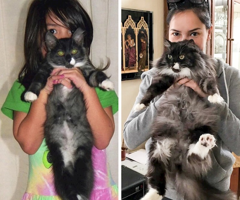 "Promjena od 1998. do 2018. godine, moj predivni mačak"