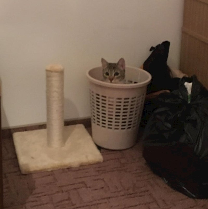 15. Grebalice su bezveze!