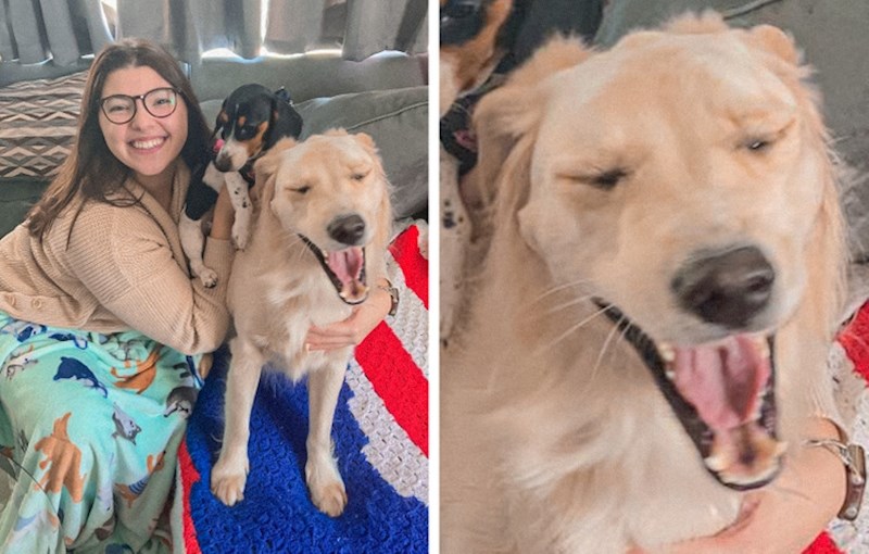 1. "Recimo samo da naš retriver nije bio oduševljen kad smo doveli novog psa..."