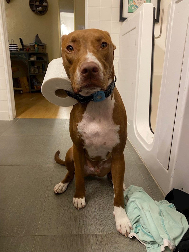 9. "I dobar i poslušan dečko"