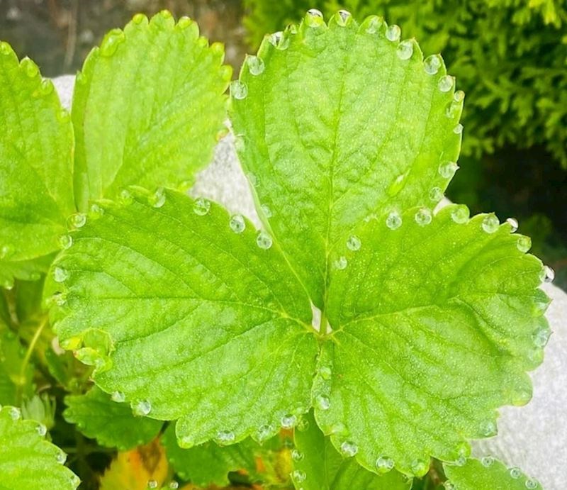 "Kišne kapi na listu"